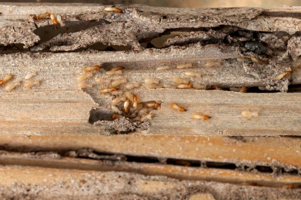 Reliable Union Grove, WI Pest Control Solutions