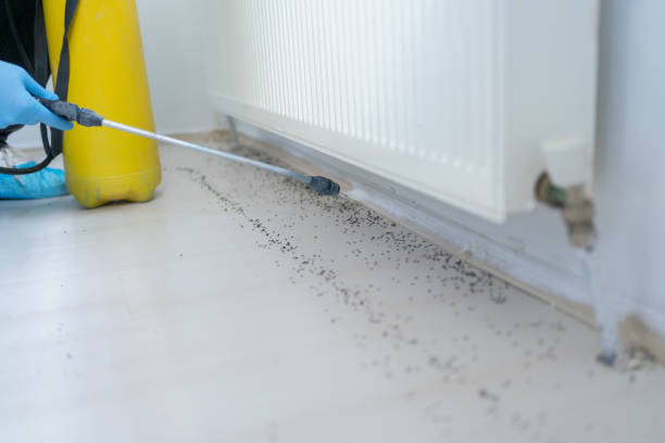 Best Ant Control Services  in Union Grove, WI